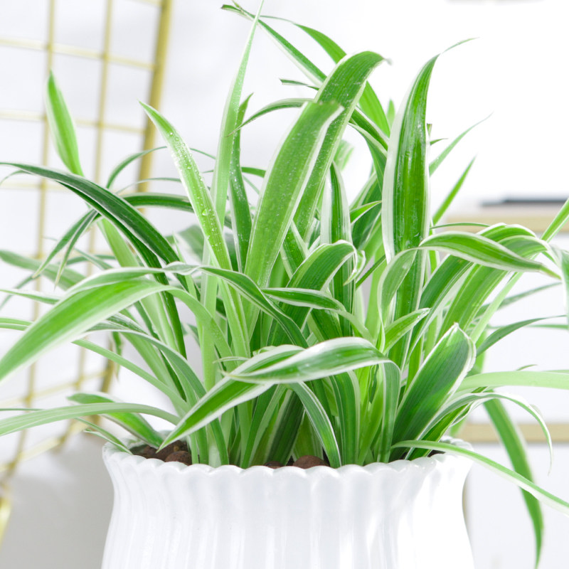 金边吊兰植物室内好养花卉盆栽除去甲醛桌面绿植