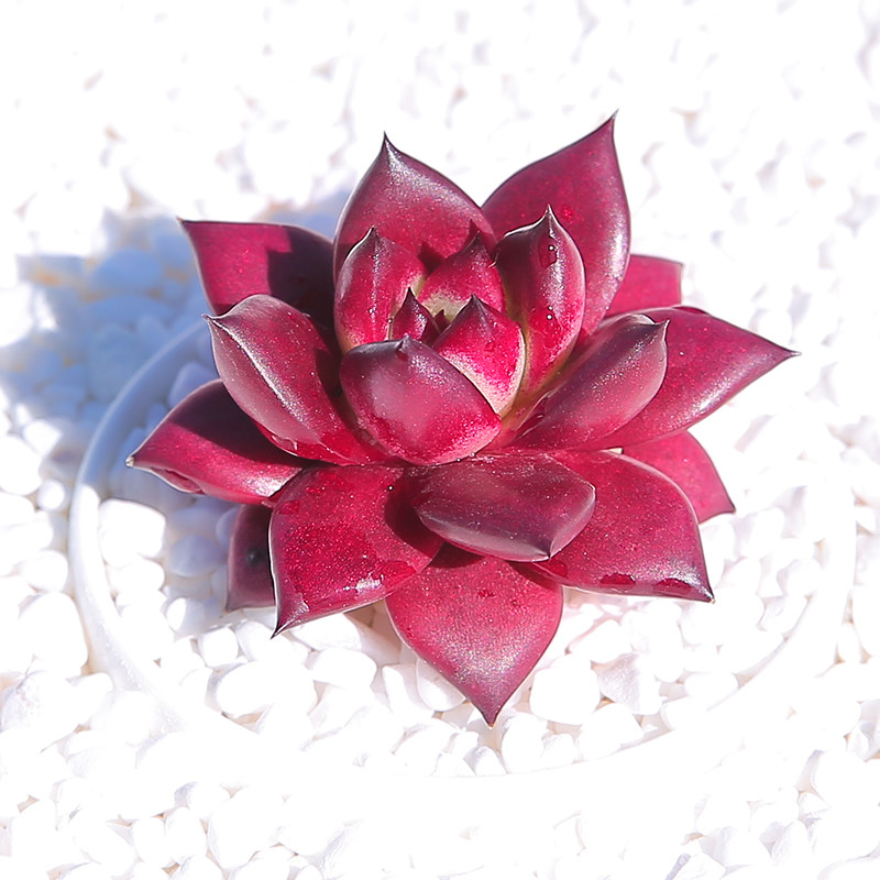 多肉罗宾植物老桩血罗桌面室内萌物包邮紫红多肉植物