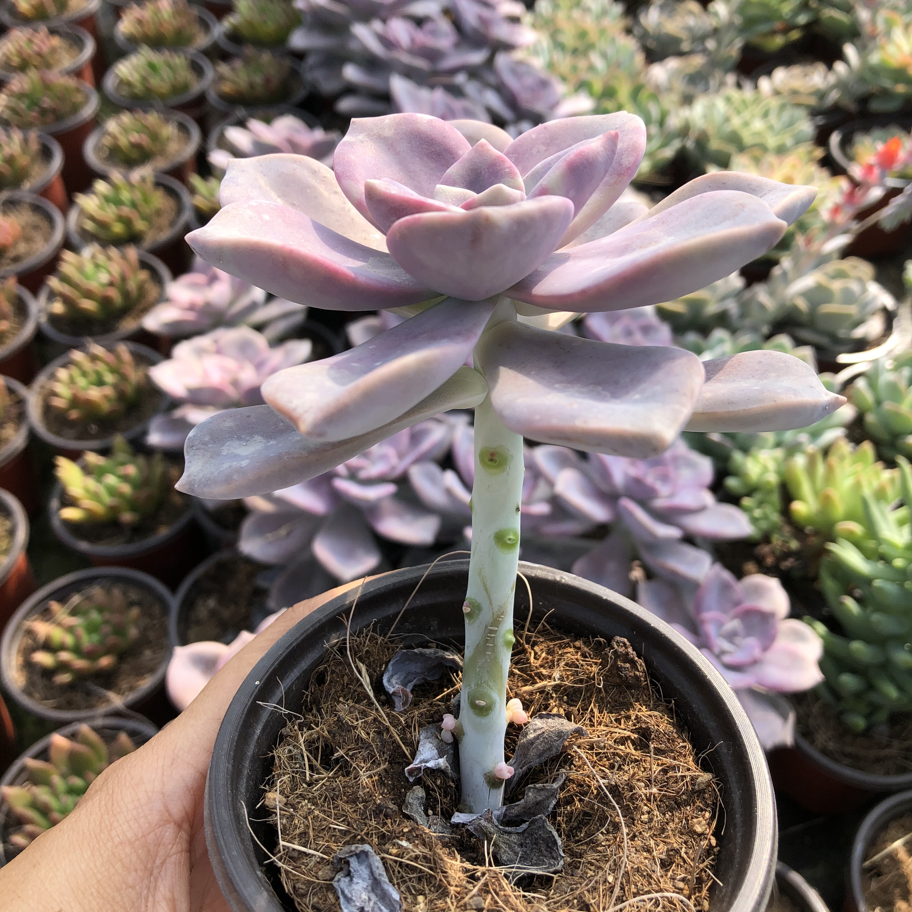 多肉紫乐老桩悬崖多头群生生粉紫色植物花卉多肉植物