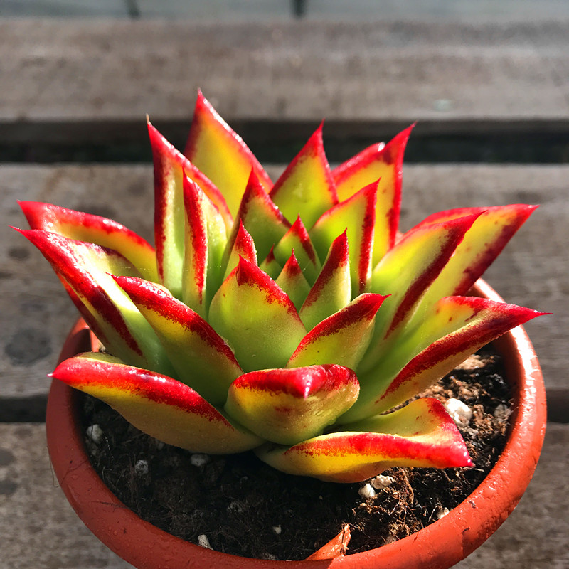 植物多肉组合盆栽口红红多冬云超大大多老桩多肉植物