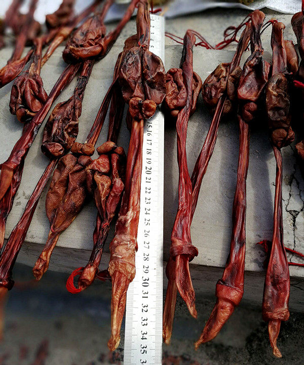 超大耗牛鞭鹿茸耗牛鞭鹿鞭 海宝泡酒材料强身健体肾滋补保健 包邮