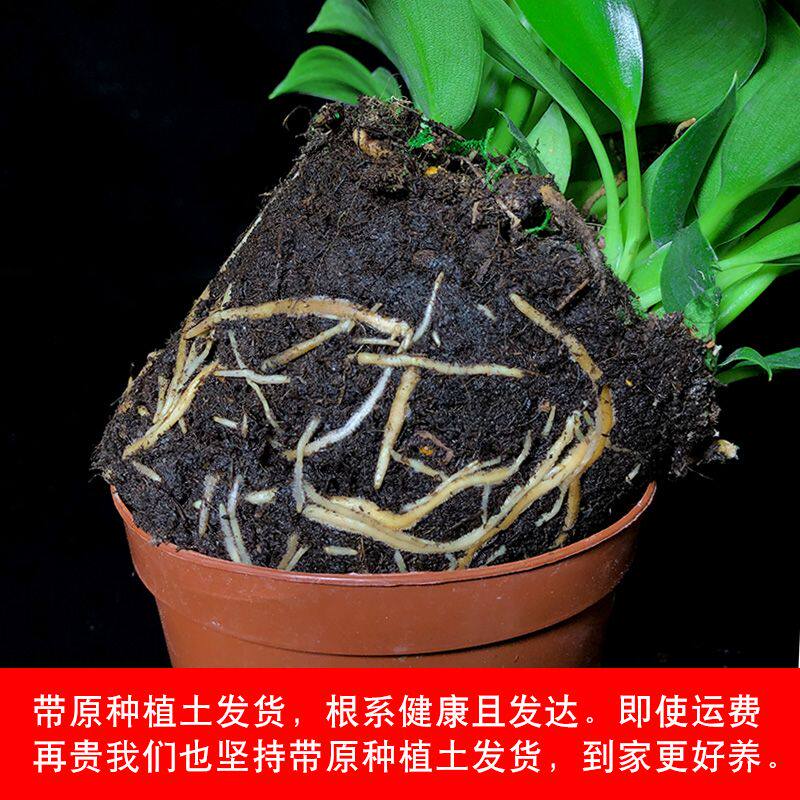 金钻甲醛桌面室内办公室办公公主叶金钻净化空气观植物果盆