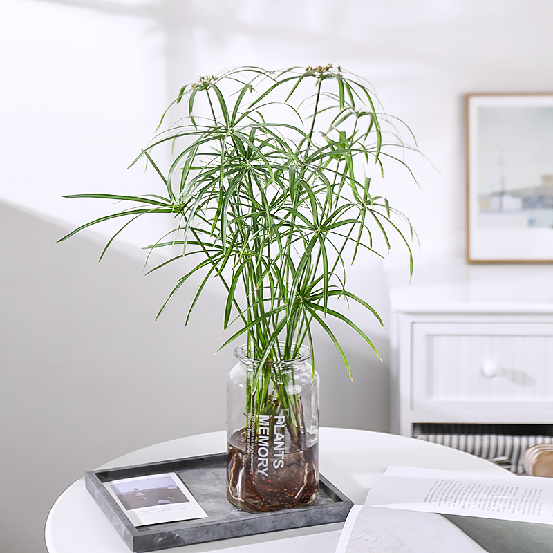 水竹水培植物盆栽旱伞草水生水养好绿植客厅绿植