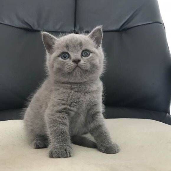 皇家猫粮 英短成猫粮 bs34/10kg 英国短毛猫主粮蓝猫