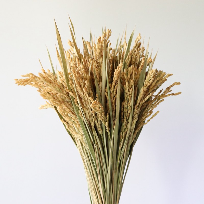 干花天然稻穗水稻装饰稻谷稻子家居装饰摆件店铺仿真花