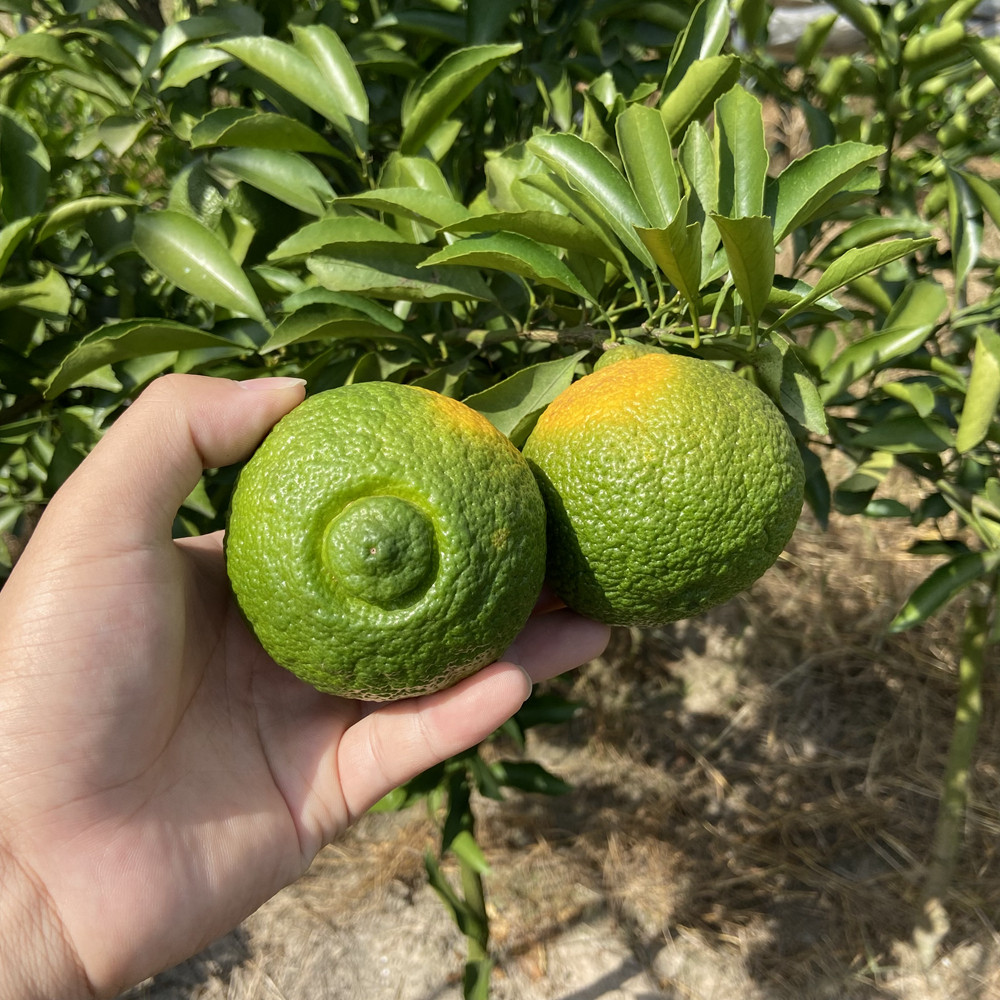 树苗桔柚新品种春香兼有香气柑橘象山青树果树