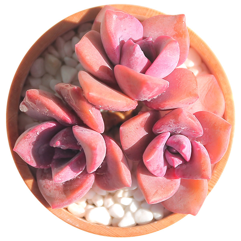 彩虹糖多植物稀有品种室内花卉绿植防辐射老桩多肉植物