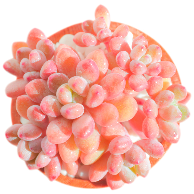 植物木糖醇多阳台办公室萌物肉肉高品质颜色正云多肉植物