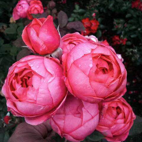 科尔科尔德德斯花园公主玛丽何塞月季浓香香型花卉