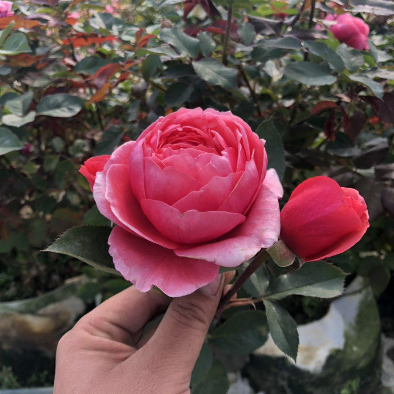 科尔科尔德德斯花园公主玛丽何塞月季浓香香型花卉