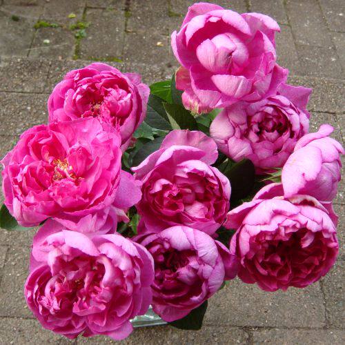 伊芙胭脂香水粉红色大花浓香系列扦插小苗四季花卉