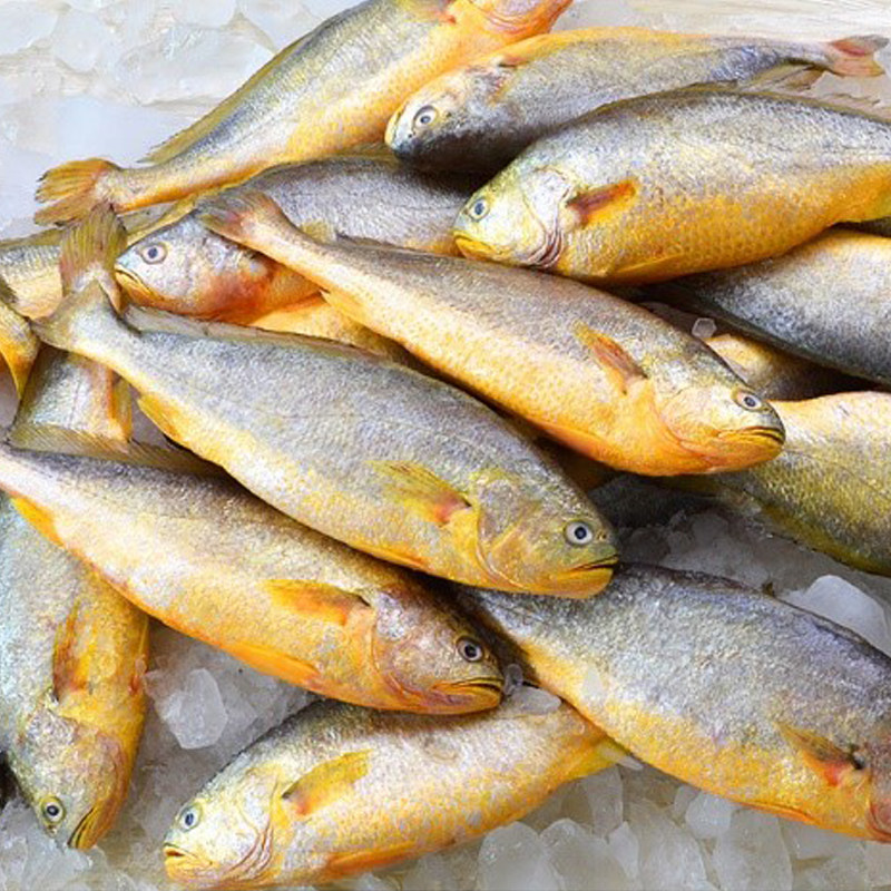 黄花鱼渤海大黄鱼冷冻新鲜小黄3斤深海鲜活特大黄鱼