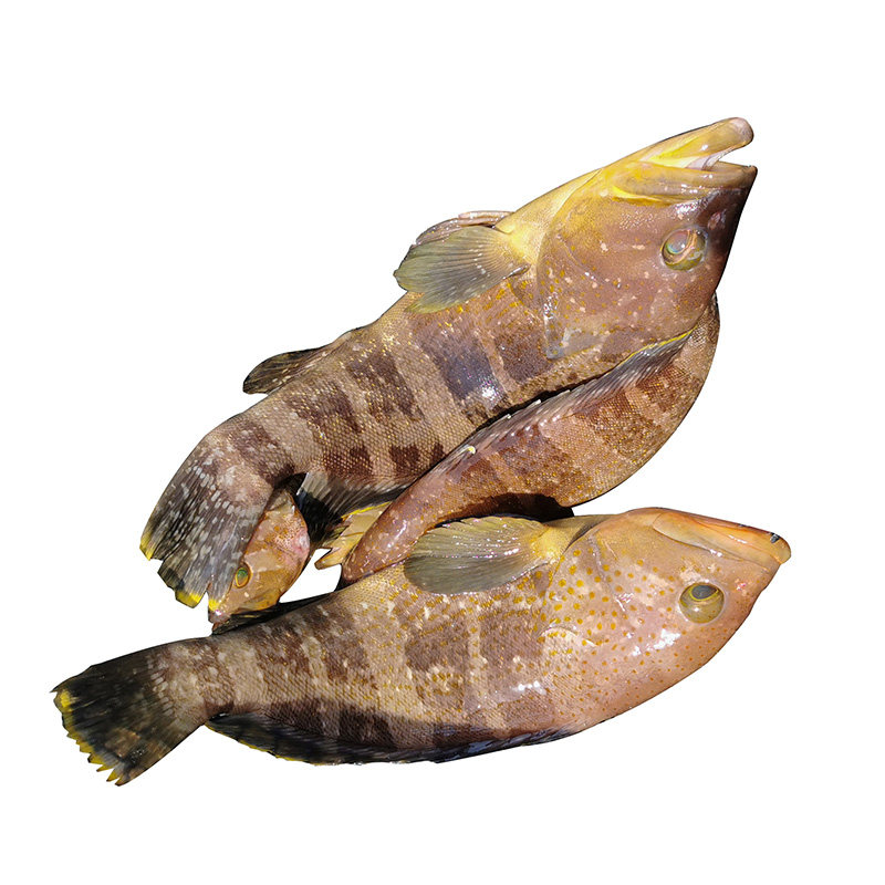 【斑鱼】野生石斑鱼鲜活水产海捕土石斑新鲜急冻小石斑鱼船冻
