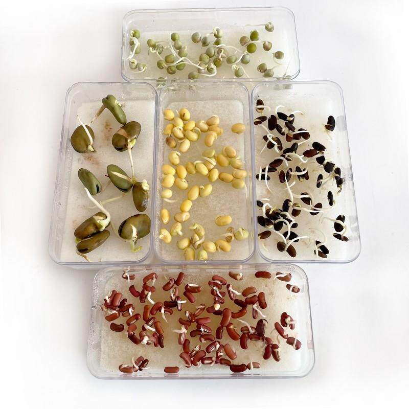 水培豆子种子红绿黄豌蚕芸豆幼儿园观察植物生长空中吊饰