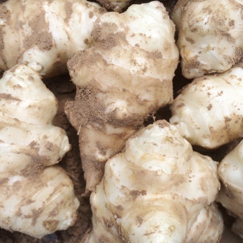 现挖现货洋姜新鲜10斤鬼子姜菊芋头农家地生生姜