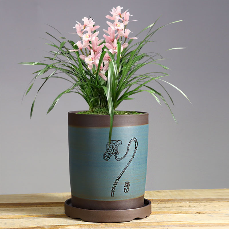 花盆紫砂盆景大口径兰花多肉托盘君子兰盆栽陶瓷花盆