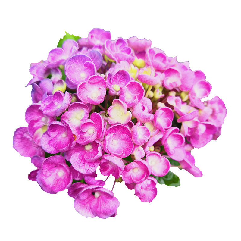 爆米花大花绣球庭院花园植物花卉易养易阳台盆栽时令草本花卉