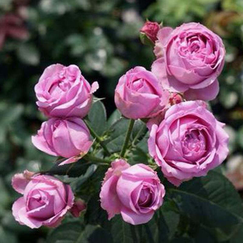 九语紫雾泡泡微型月季特大花美植袋阳台庭院时令草本花卉