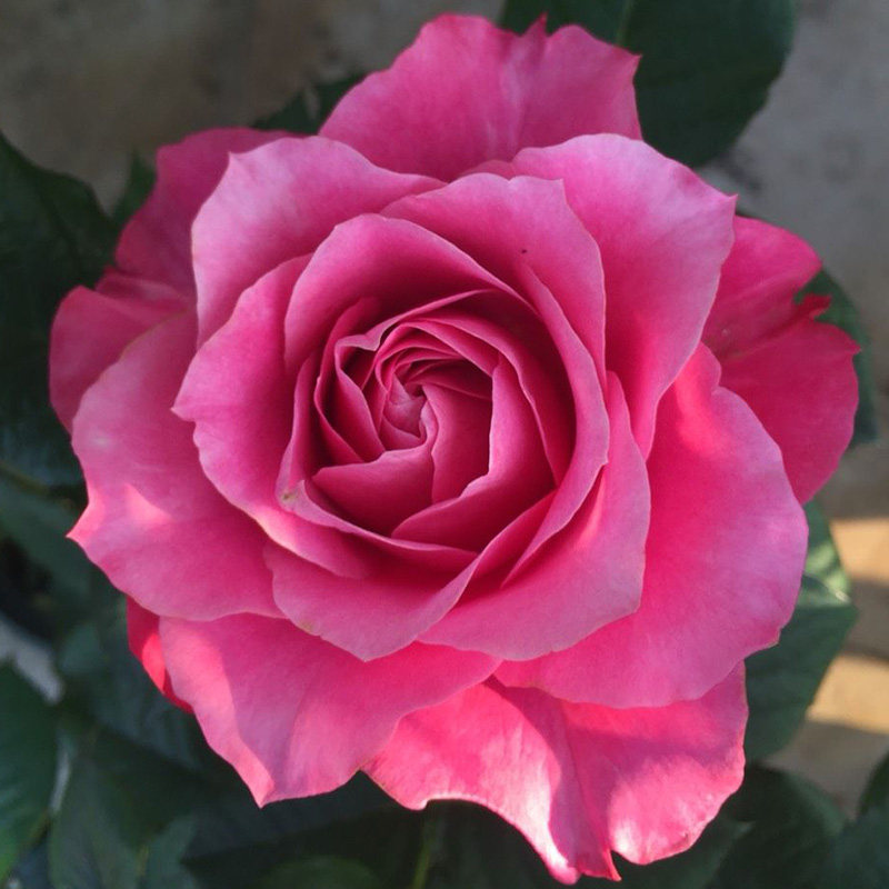 九语马焦雷微型月季月季花花苗特大花美植袋阳台花卉