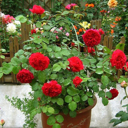 【九语】红色达芬奇灌木月季花苗美值袋庭院阳台盆栽大花多季开花￥5.