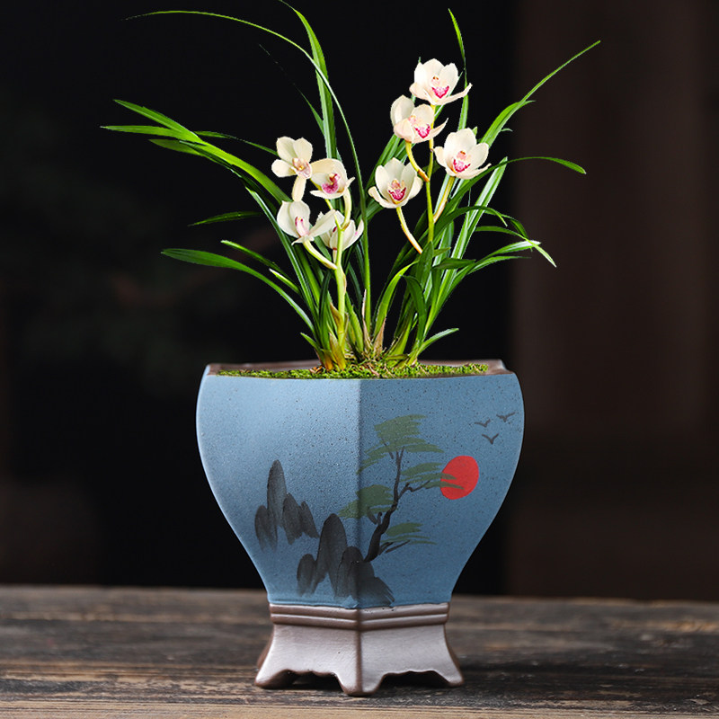 花盆手绘紫砂蝴蝶兰吊兰兰花专用粗陶透气君子兰花盆