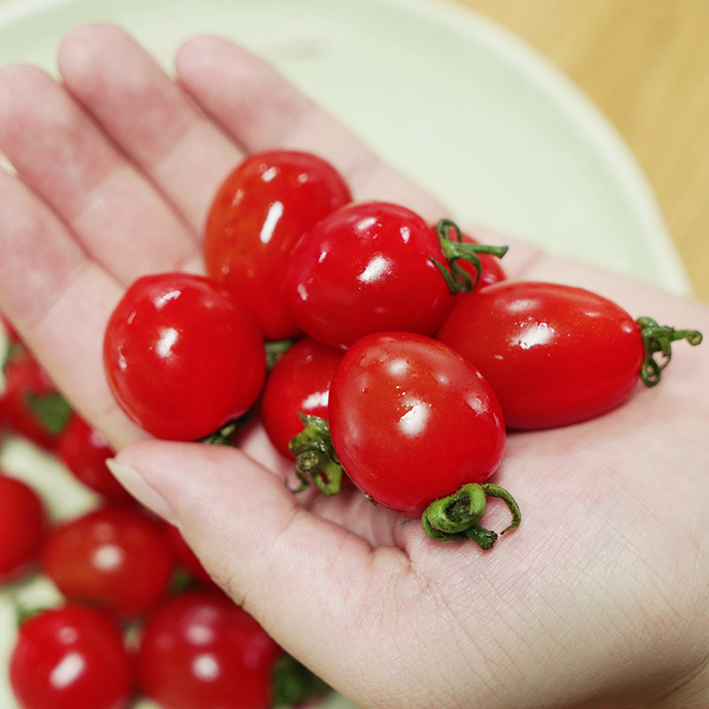 山东寿光釜山圣女果迷你小番茄玲珑樱桃柿子孕妇番茄