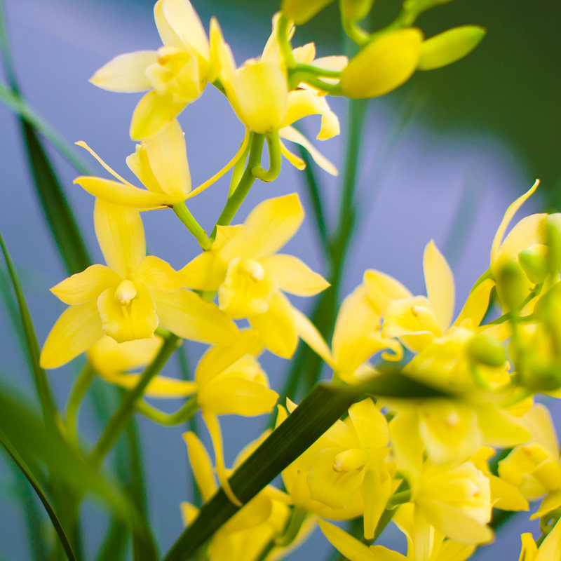 兰花国兰草玉兰植物名贵花卉浓香带花苞客厅伴月观兰盆景植物客厅