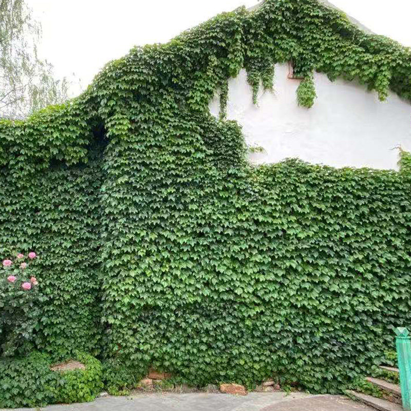 爬山虎花卉庭院藤蔓爬墙五叶三叶攀爬室外四季花卉