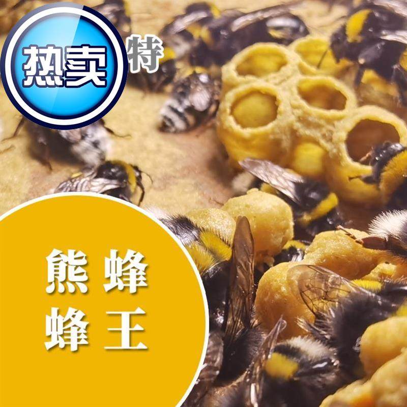 熊蜂熊蜂王熊蜂蜂王k宠物熊蜂授粉熊蜂地熊蜂
