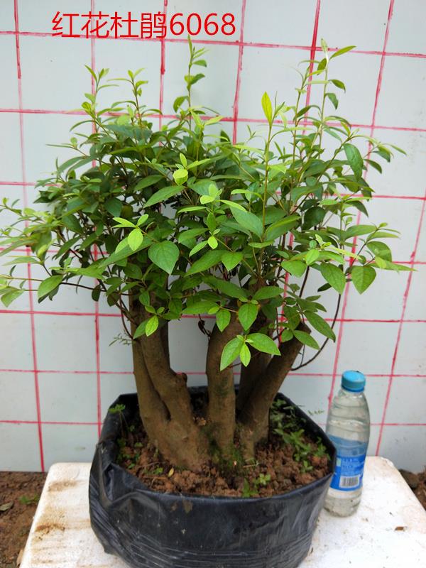 映山红生桩小老桩树桩盆景红花杜鹃花盆栽室外庭院花植物花卉绿 价格