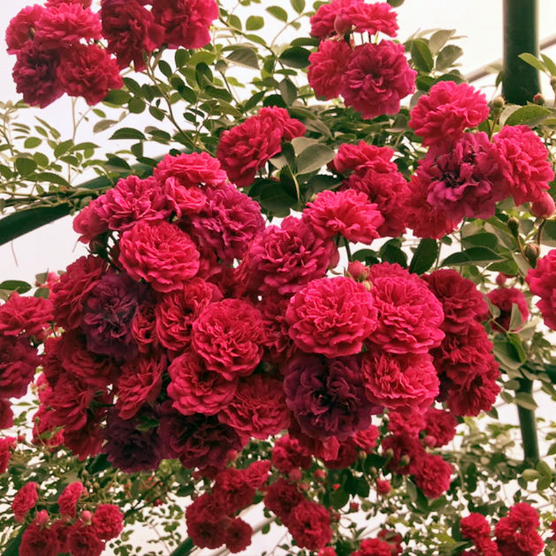 木香花苗甜蜜蜜红爬藤植物白黄盆栽四季特大花卉