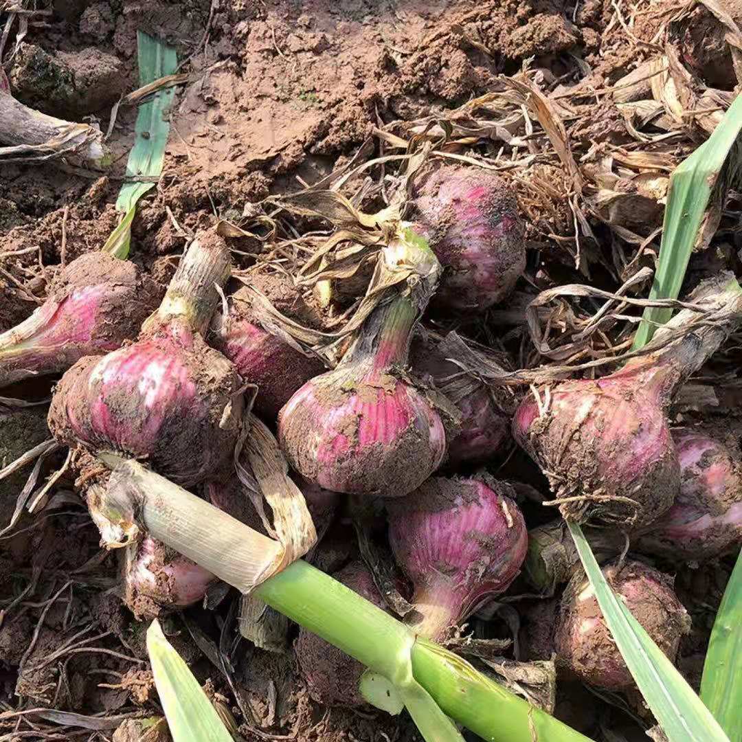 大蒜蒜头2022新大蒜5斤农家自种现挖紫皮湿蒜大蒜