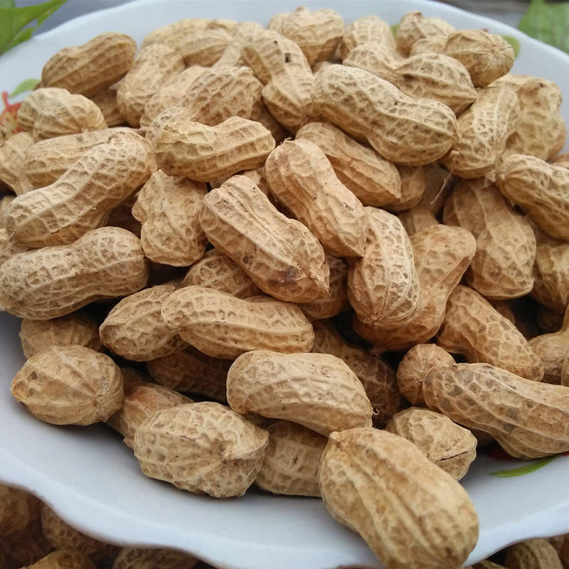 带壳花生20年河南农家自种新带壳精选自然晒干新鲜花生