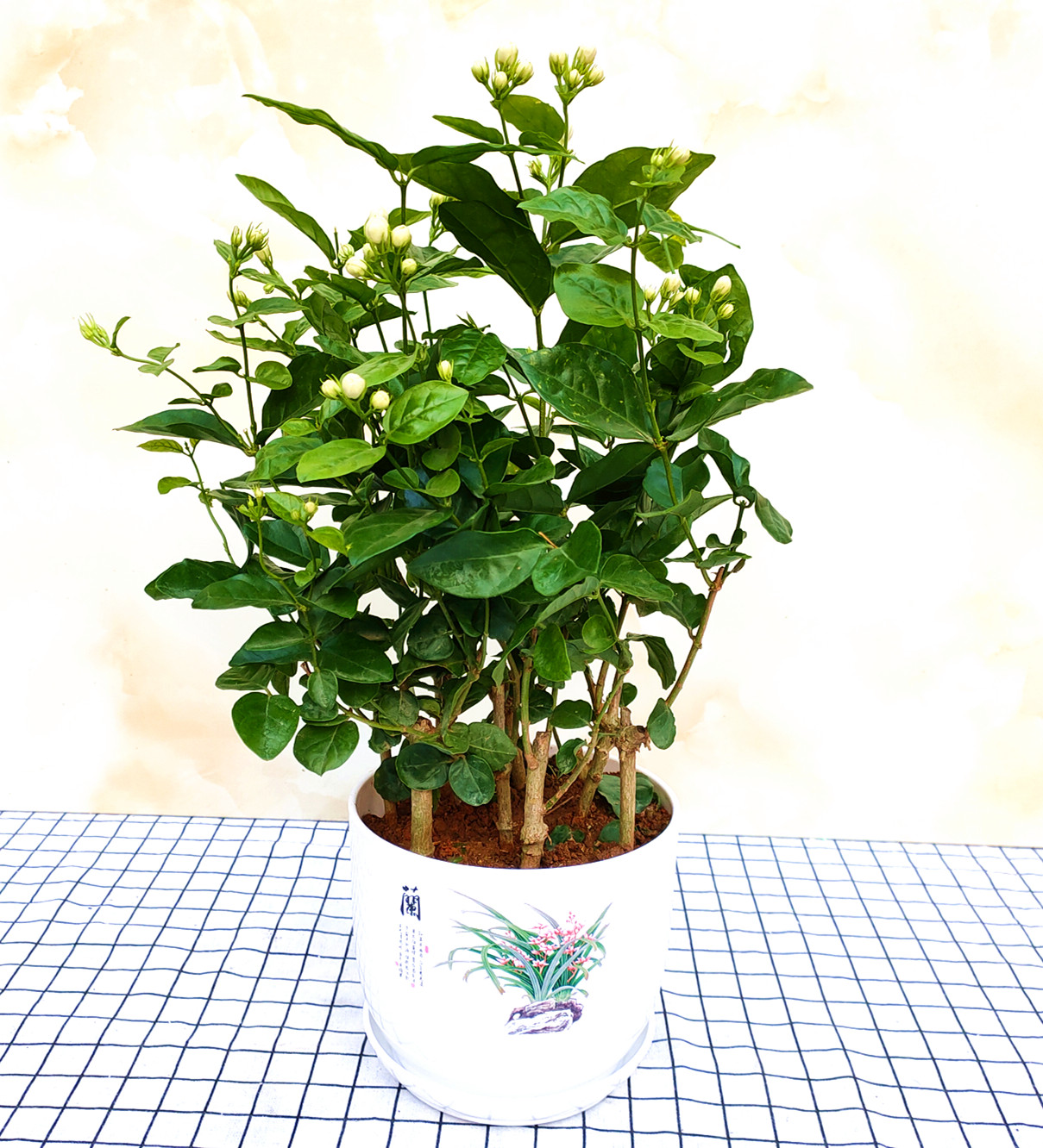 茉莉花盆栽室内花卉观花植物四季好养花苞开花花卉