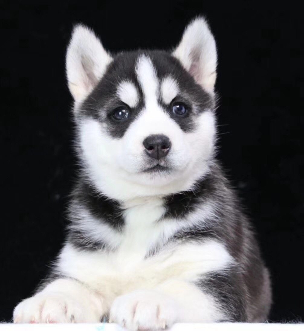 幼犬哈士奇纯种西伯利亚雪橇犬短毛中型家养宠物宠物狗宠物训练