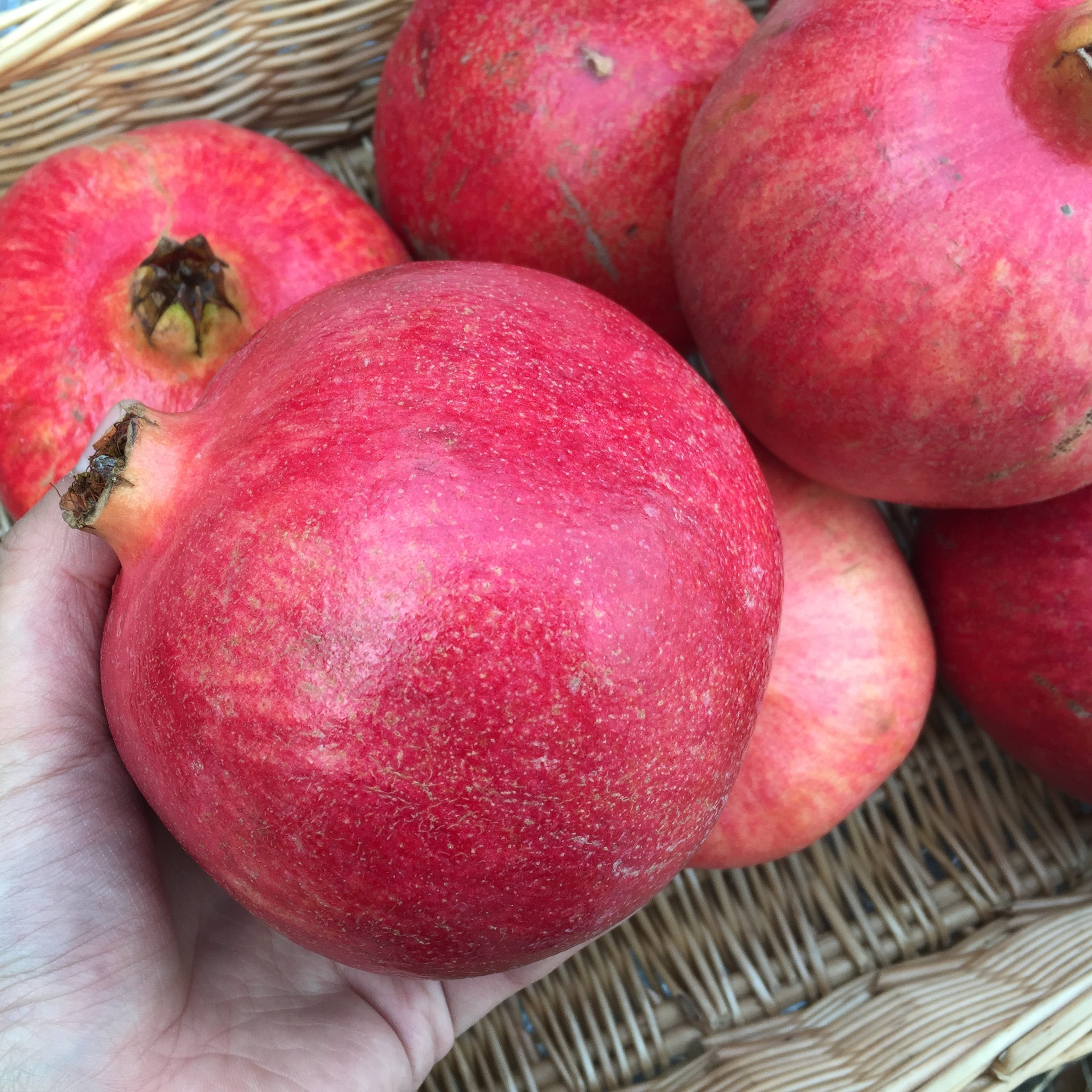 石榴树苗以色列大石优良品种果树南方北方种植当年果树