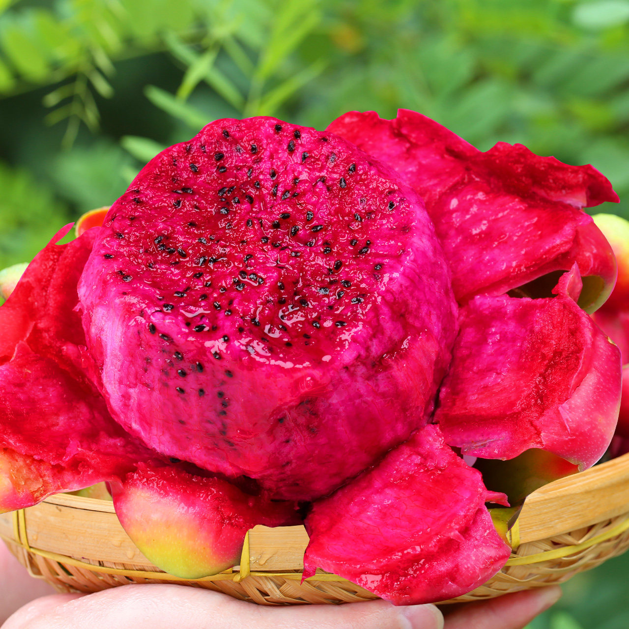 越南红心火龙果5斤火龙果红心大果10包邮新鲜水果燕窝果应季水果