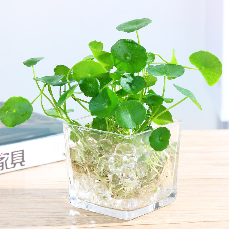 铜钱水培盆景植物好养室内花草水养四季常青绿植