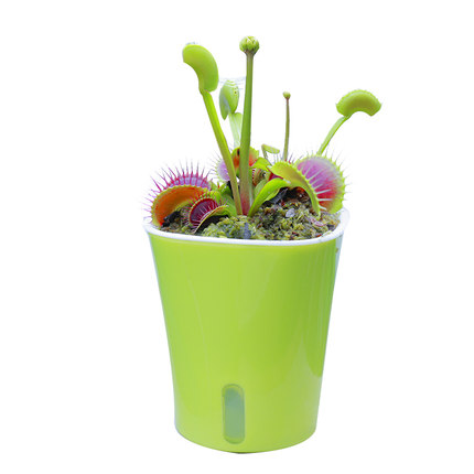 盆栽食虫植物红夹捕蝇蚊子苍蝇驱蚊草捕蝇草绿植