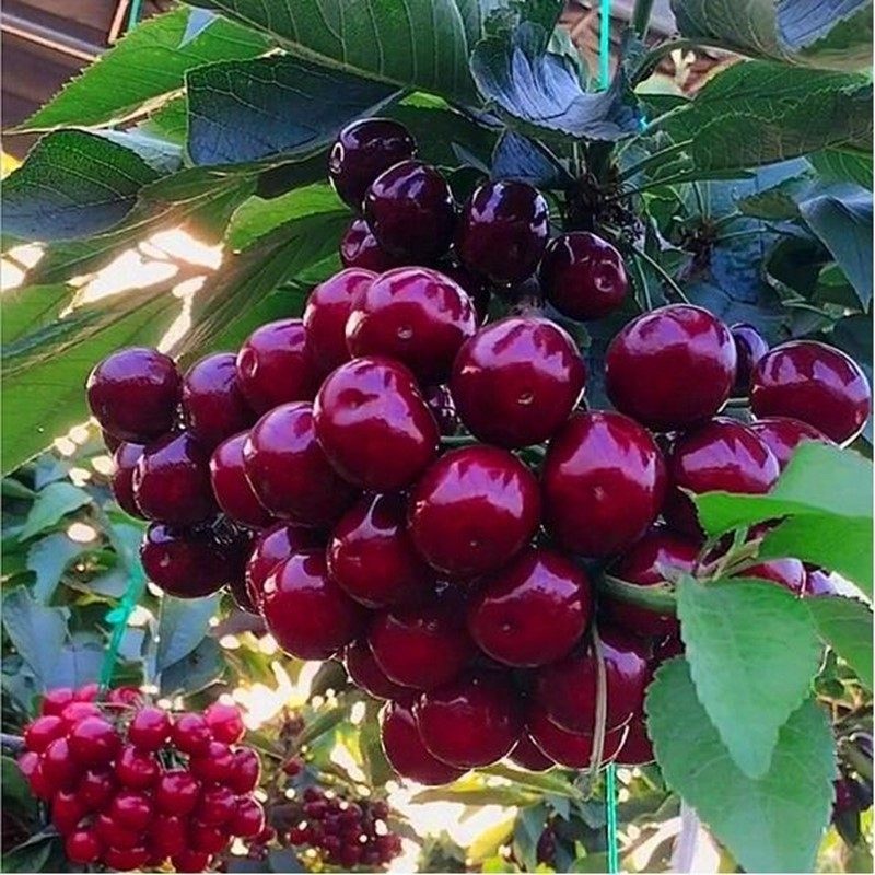 樱桃樱桃树黑珍珠嫁接乌皮树苗车厘子大红红灯南北方果树