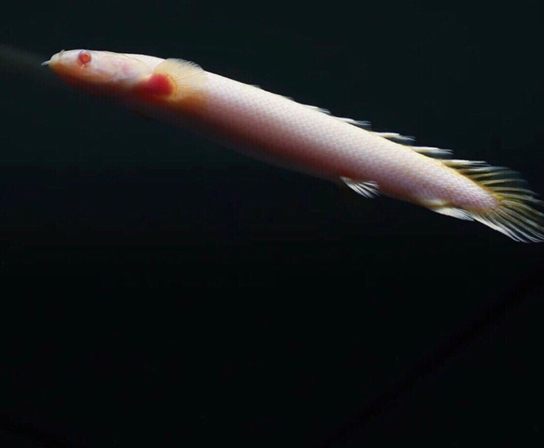 恐龙龙鱼红眼九角观赏鱼水族大型宠物鱼龙配鱼鱼