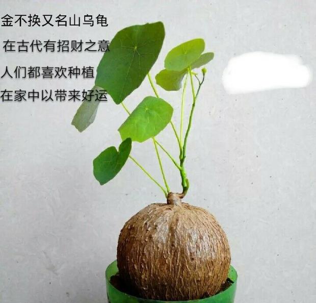 植物乌龟盆栽金不换爬藤中药材盆景多肉块根办公室绿植