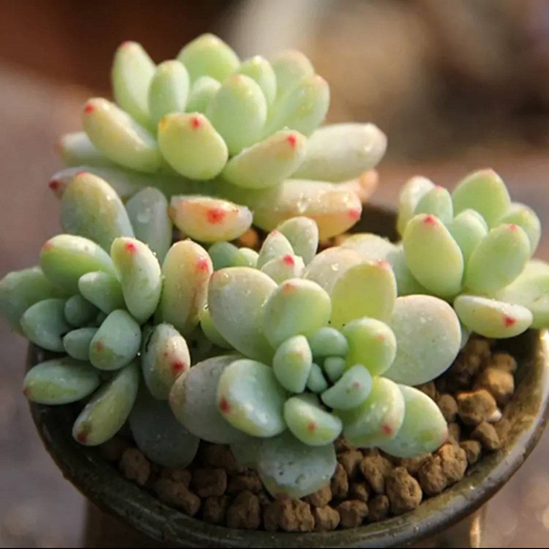 天天天爱劳尔多肉植物花卉绿植组合盆栽防辐射多肉植物