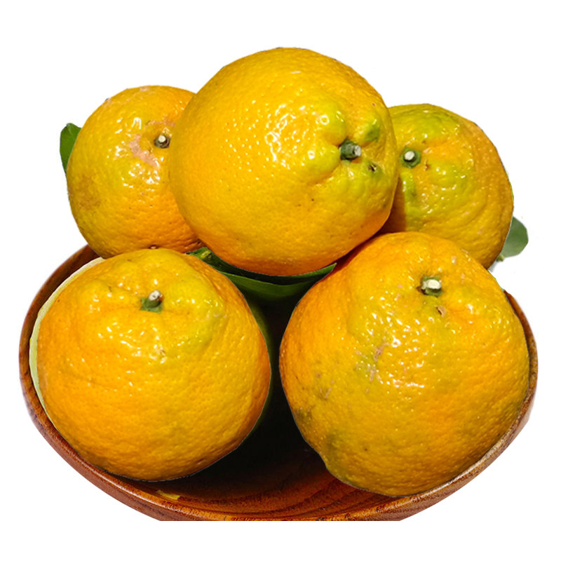 水果新鲜爆甜瓯柑温州现摘苦橘苦柑桔子农产品桔子