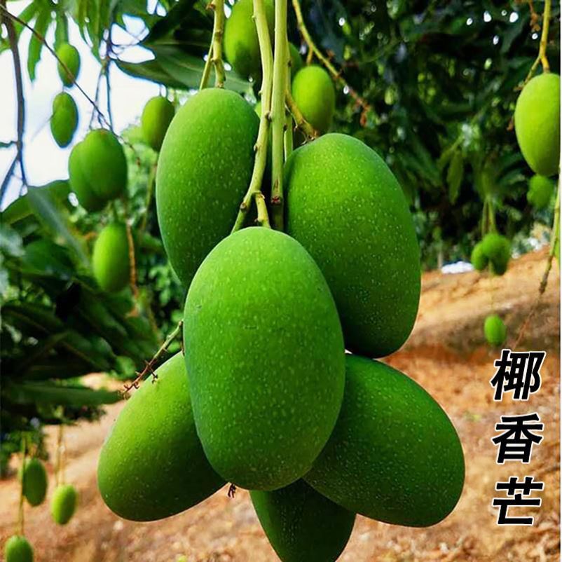 新鲜现摘椰香8斤香甜鸡蛋云南特产临沧永德芒果