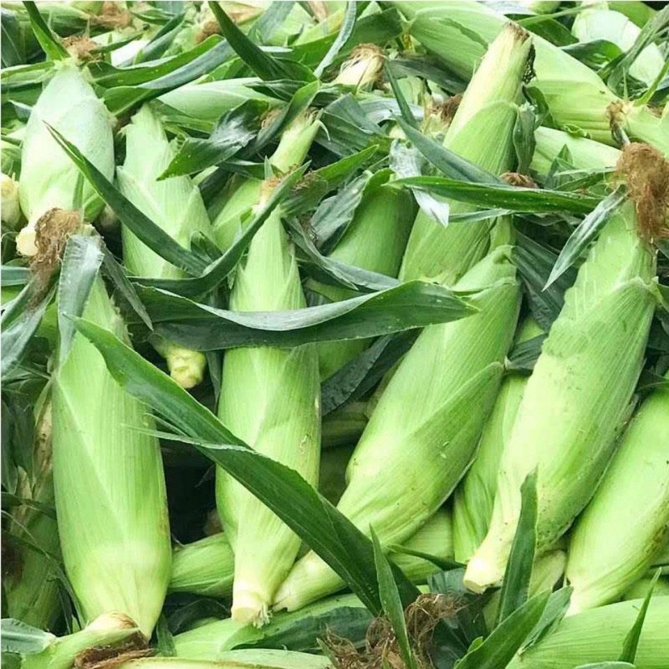 玉米云南新鲜现摘白糯玉米棒棒子粟米包谷苞米新鲜玉米