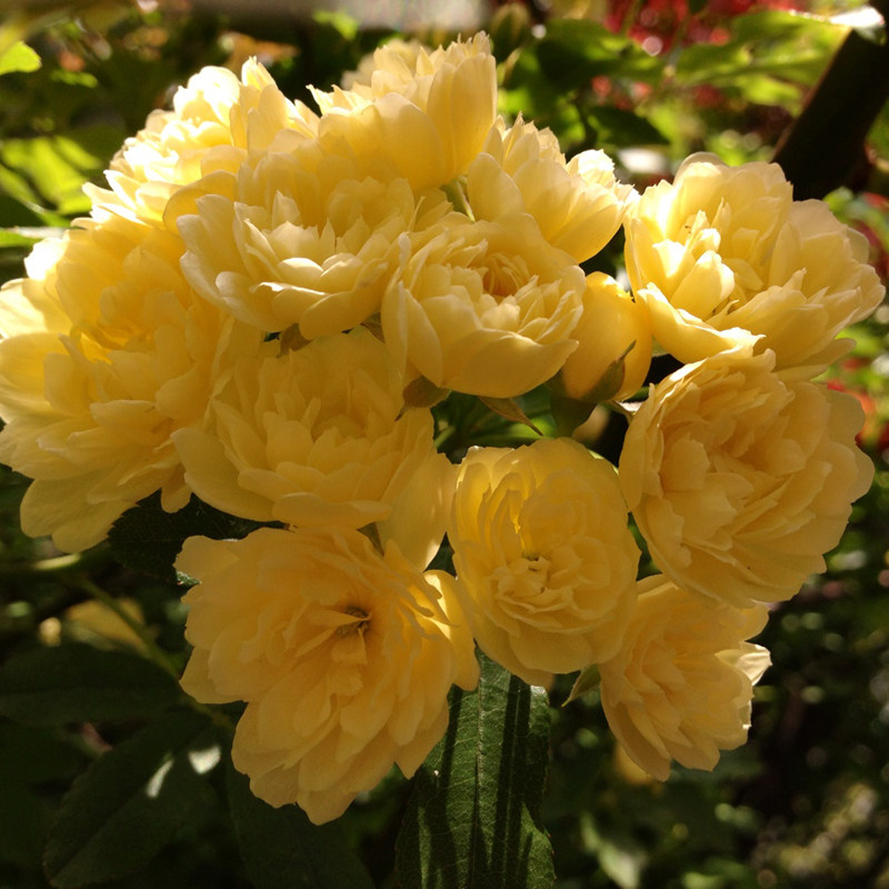 植物黄木香红白庭院香型苗浓月季花月蔷薇攀爬时令草本花卉