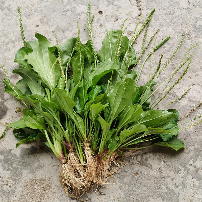 车前草野生新鲜500g中药材整根泡水中草药益目养生其他药食同源食品