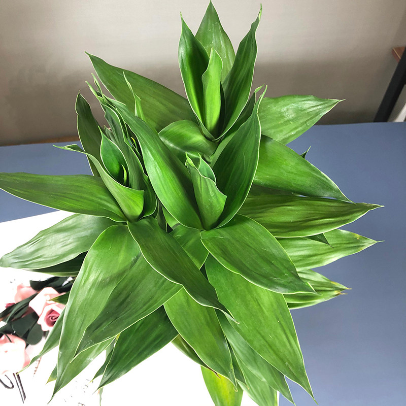 室内客厅小盆栽观音竹莲花竹富贵竹