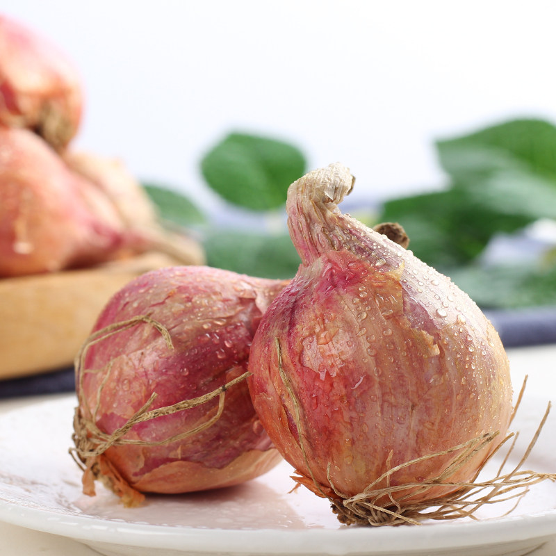 东北小毛5斤农家种植新鲜采摘洋葱头酱菜小洋葱葱类